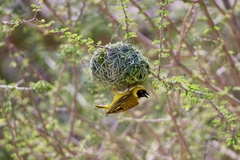 Ploceus velatus caurinus