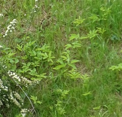 Aegopodium podagraria