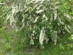 Spiraea crenata