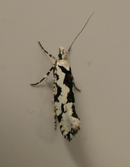 Ypsolopha sequella