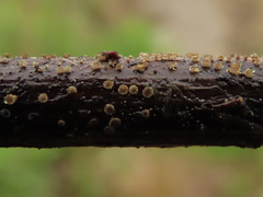 Lasiobelonium variegatum