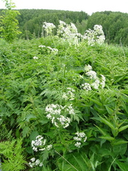 Anthriscus sylvestris