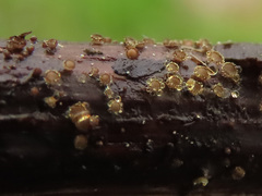 Lasiobelonium variegatum