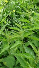Urtica dioica