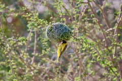 Ploceus velatus caurinus