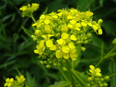 Bunias orientalis