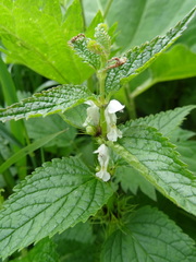 Lamium album
