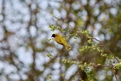 Ploceus velatus caurinus