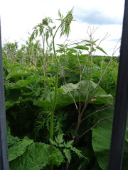 Chaerophyllum prescottii