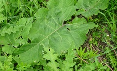 Arctium tomentosum