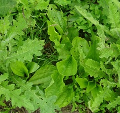 Plantago major