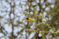 Ploceus velatus caurinus