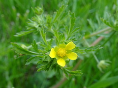 Potentilla paradoxa