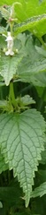 Lamium album