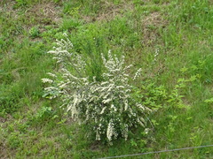 Aegopodium podagraria