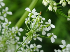 Anthriscus sylvestris