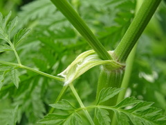 Anthriscus sylvestris