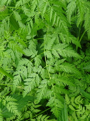 Anthriscus sylvestris