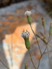 Senecio rhyncholaenus