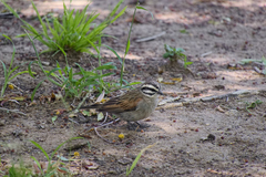 Emberiza capensis