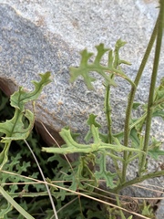 Senecio rhyncholaenus