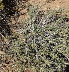 Aptosimum albomarginatum