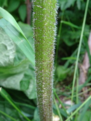 Chaerophyllum prescottii