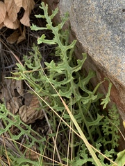 Senecio rhyncholaenus