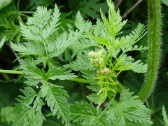 Chaerophyllum prescottii