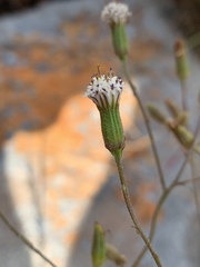 Senecio rhyncholaenus