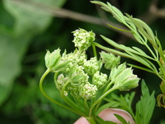 Chaerophyllum prescottii