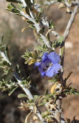 Aptosimum albomarginatum