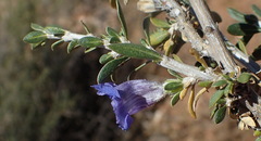 Aptosimum albomarginatum