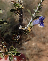 Aptosimum albomarginatum