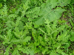 Plantago major