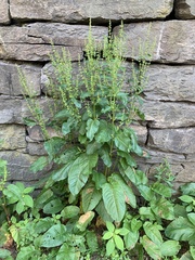 Rumex obtusifolius
