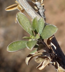 Aptosimum albomarginatum