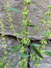 Rumex obtusifolius