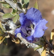 Aptosimum albomarginatum