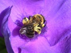 Andrena bicolor