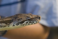 Acrantophis dumerili