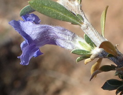 Aptosimum albomarginatum