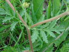Potentilla paradoxa
