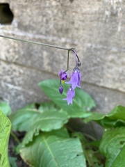 Solanum dulcamara