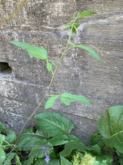 Solanum dulcamara