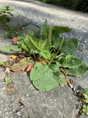 Plantago major