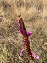 Watsonia pulchra