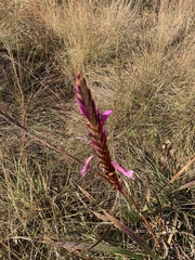 Watsonia pulchra