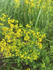 Galium verum