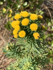 Phymaspermum athanasioides